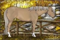 Horse Color:Palomino 