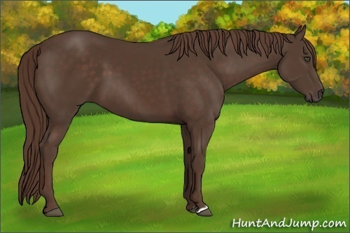 Horse Color:Liver Chestnut 