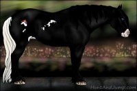 Horse Color:Watercolor Chocolate Palomino Splash Appaloosa Rabicano