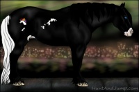 Horse Color:Watercolor Chocolate Palomino Pearl Splash Appaloosa 