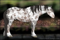 Horse Color:White Spotted Liver Chestnut Ice Sabino
