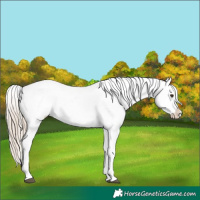 Horse Color:Chocolate Palomino Tobiano Frame Near Leopard