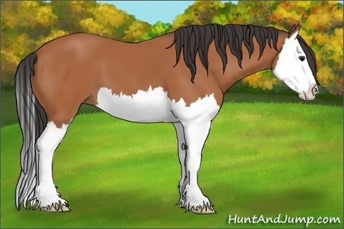 Horse Color:Bay Splash 
