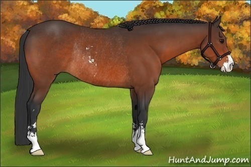Horse Color:Bay Sabino Rabicano 