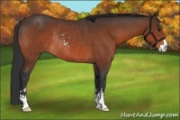 Horse Color:Bay Sabino Rabicano 