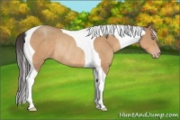 Horse Color:Amber Champagne Tobiano Rabicano