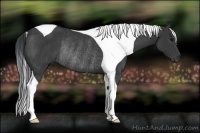 Horse Color:Black Tobiano Rabicano