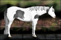 Horse Color:Black Sabino Splash Tobiano Rabicano 