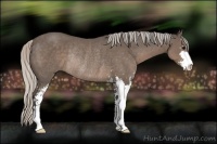 Horse Color:Silver Black Sabino Rabicano 