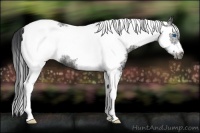 Horse Color:Black Sabino Tobiano Frame Rabicano 