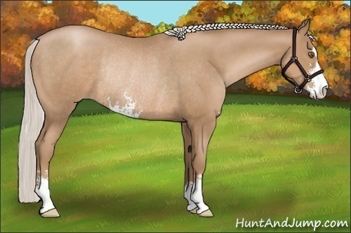 Horse Color:Silver Black Pearl Sabino Rabicano 