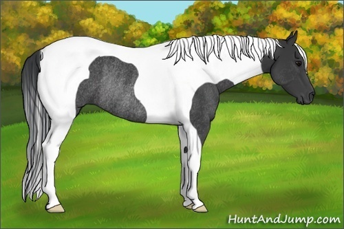 Horse Color:Black Tobiano Rabicano