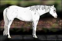 Horse Color:Silver Black Sabino Rabicano 