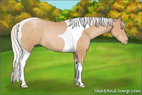 Horse Color:Silver Bay Pearl Tobiano Rabicano 