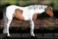 Horse Color:Bay Tobiano Rabicano 