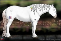 Horse Color:Liver Chestnut Appaloosa 