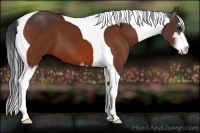 Horse Color:Bay Sabino Tobiano 
