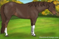 Horse Color:Liver Chestnut