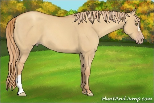 Horse Color:Gold Champagne Dun