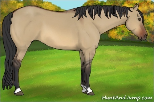 Horse Color:Bay Dun Frame 