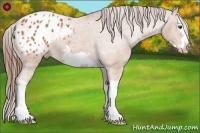 Horse Color:Bay Splash Frame Appaloosa 