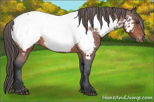 Horse Color:Bay Appaloosa 
