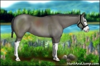 Horse Color:Grullo Splash