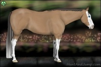 Horse Color:Buckskin Roan Splash