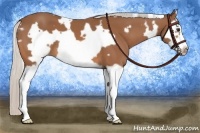 Horse Color:White Spotted Silver Bay Splash Frame