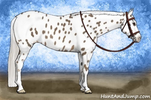 Horse Color:Chocolate Palomino Appaloosa 