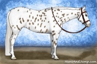 Horse Color:Chocolate Palomino Near Leopard 