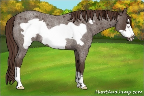 Horse Color:Liver Red Roan Frame Rabicano