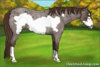 Horse Color:Liver Red Roan Frame Rabicano