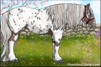 Horse Color:White Spotted Silver Black Appaloosa 