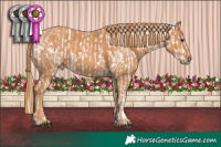 Horse Color:Black Pearl Sabino Appaloosa Brindle