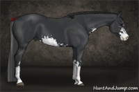 Horse Color:Black Sabino