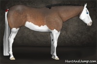 Horse Color:Buckskin Splash 