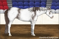 Horse Color:White Spotted Liver Chestnut 