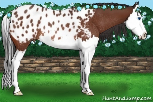 Horse Color:Bay Splash Appaloosa Rabicano 