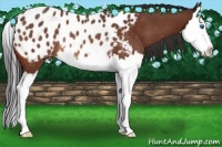 Horse Color:Bay Splash Appaloosa Rabicano 