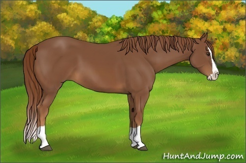 Horse Color:Unknown 