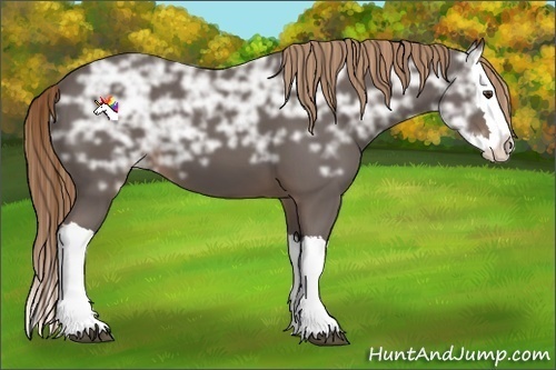 Horse Color:Liver Chestnut Ice Splash 