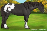 Horse Color:Liver Chestnut Appaloosa 