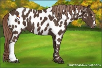 Horse Color:Liver Chestnut Appaloosa 