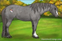 Horse Color:Liver Chestnut Frame Varnish 