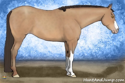 Horse Color:Amber Champagne 