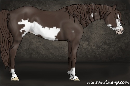 Horse Color:Liver Chestnut Frame 
