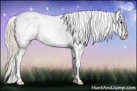 Horse Color:Palomino Splash Appaloosa 