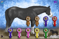 Horse Color:Black Sabino Splash 