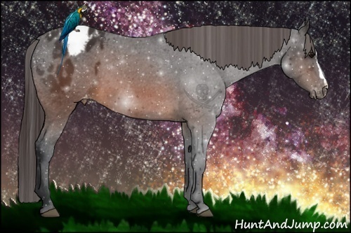 Horse Color:Brown Appaloosa 